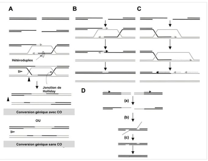 Figure 2 : Recombinaison homologue (RH)  