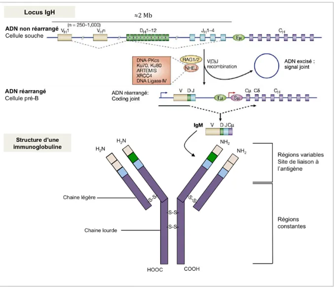 Figure 4 : Réarrangement du locus IgH et structure du BCR fonctionnel.  