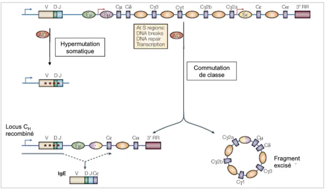 Figure 6 : Réarrangement du locus IgH : Hypermutation somatique (SHM) et Commutation de  classe (CSR)