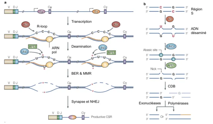 Figure 7: La Commutation de classe ou CSR (Class Switch recombination)  