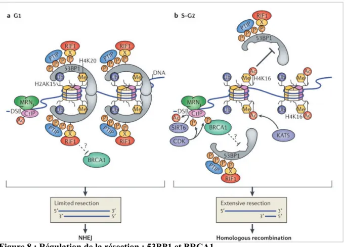 Figure 8 : Régulation de la résection : 53BP1 et BRCA1.  