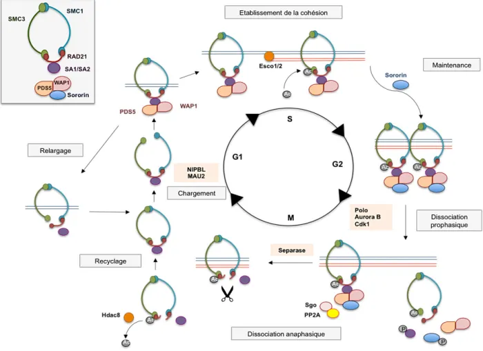 Figure 10 : Le complexe de cohésion durant le cycle cellulaire d’une cellule de  mammifère