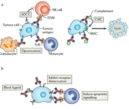 Figure 4: Mécanismes d’action des anticorps monoclonaux en cancérologie 