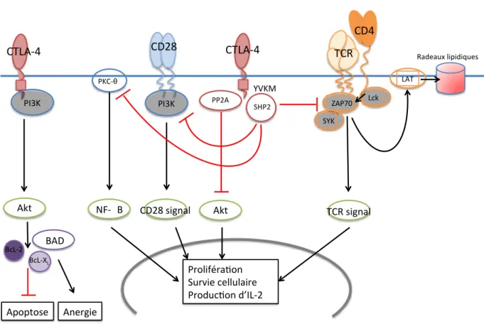 Figure  8 : Voies  de  signalisation  du  CTLA-4  médiées  par  son  domaine  intra- intra-cytoplasmique