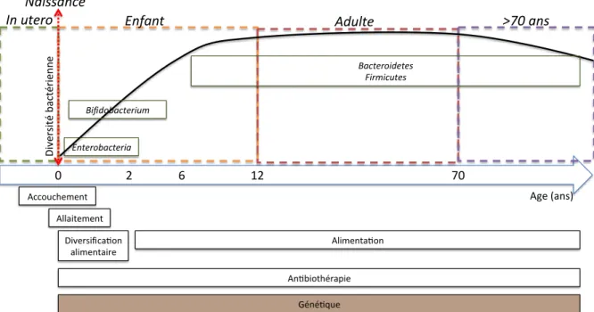 Figure  10:  Principaux  facteurs  influençant  le  développement  et  la  stabilité  du  microbiote  intestinal humain au cours de la vie .