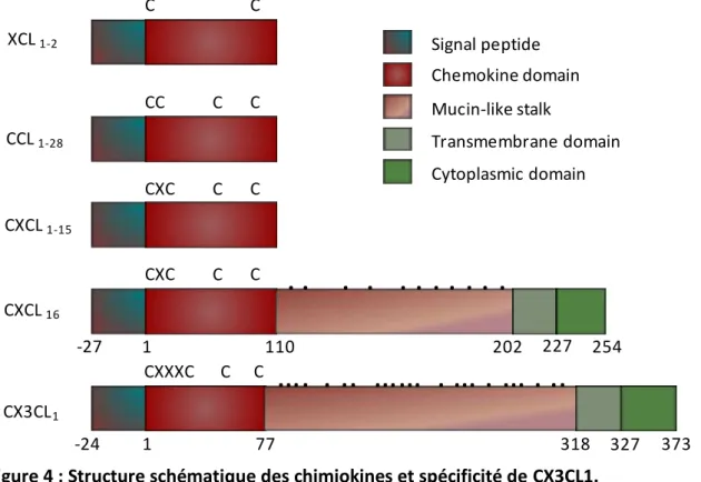 Figure 4 : Structure schématique des chimiokines et spécificité de CX3CL1. 