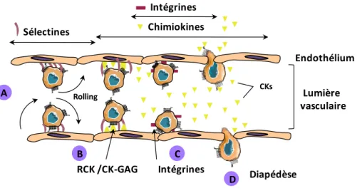 Figure 14: Rôle des chimiokInes lors du recrutement des leucocytes au site inflammatoire