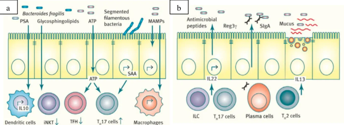 Figure 2 : Schémas représentatifs des interactions réciproques microbiote-système immunitaire
