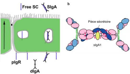 Figure 5 : Transcytose des IgA à travers les entérocytes.  