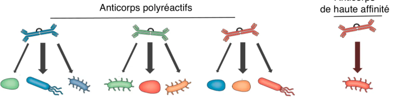 Figure 6 : Proposition de modèle décrivant les réponses IgA vis-à-vis du microbiote. 