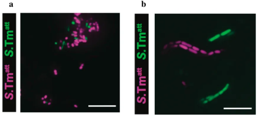 Figure  7 :  L’agglutination  classique  et  l’agglutination  de  bactéries  en  croissance  par  les  IgA  interviennent à différentes concentrations de pathogènes