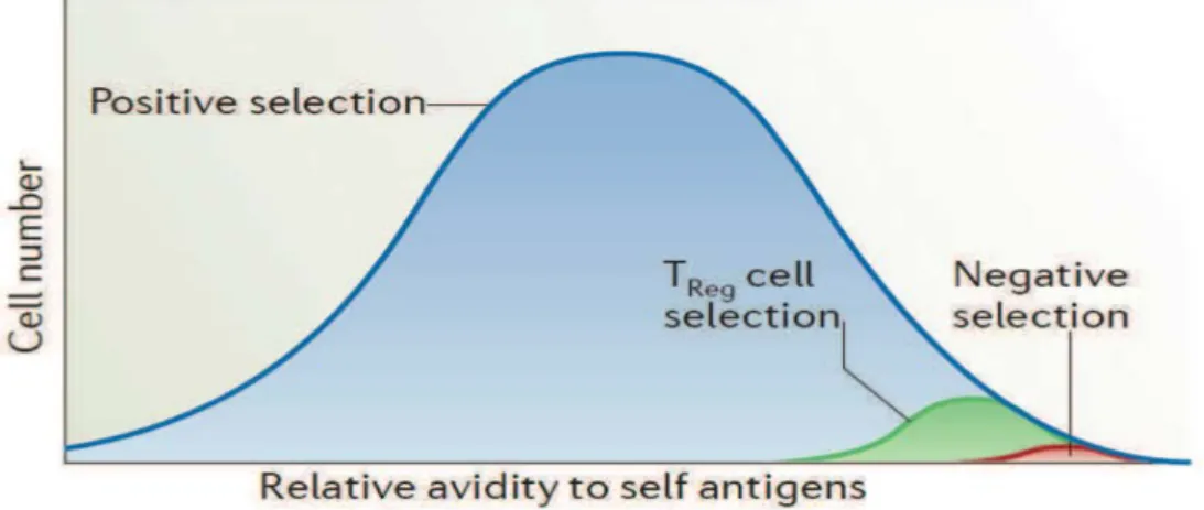 Figure  7 :  L’importance  du  signal  TCR  dans  la  sélection  des  Treg :  les  Treg  possèdent  un  TCR  avec une avidité plus forte que celle des cellules T naïves pour les complexes CMH/peptide du soi exprimés dans  le thymus mais cette avidité n’est