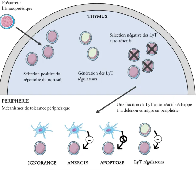Figure 1. Mécanismes de tolérance centrale et périphérique des lymphocytes T. Au niveau central, la  tolérance  s’opère  par  la  sélection  positive  des  clones  T  réagissant  contre  des  antigènes  exogènes,  l’élimination de clones lymphocytaires T a