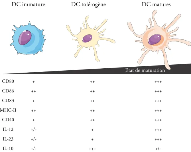 Figure 2. Les DC tolérogènes présentent un phénotype distinct des DC matures ou immatures