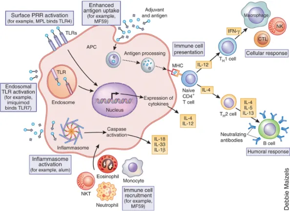 Figure 8 : Mécanismes d’action supposés des adjuvants immunomodulateurs et non immunomodulateurs