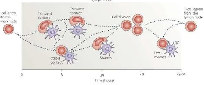 Figure 2 : Séquence d’activation des lymphocytes T dans les ganglions.   