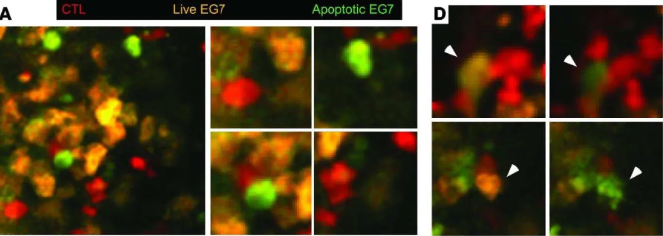 Figure  5 :  Imagerie  biphotonique  intravital  de  tumeur  EG7  exprimant  l’OVA    et  un  biosenseur  d’apoptose  (les  cellules  tumorales passent du jaune au vert quand elles entrent en apoptose) après transfert adoptif de CTL-OT1