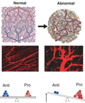 Figure 7 : Image biphotonique de vaisseaux sanguins normaux dans un muscle squelettique (à gauche) et image des  vaisseaux sanguins d’un carcinome colorectal de souris (à droite)(Goel et al., 2012)
