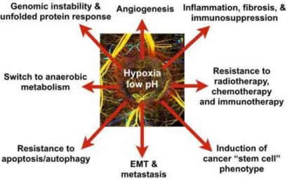 Figure 8 : L’hypoxie et l’acidose dues à une mauvaise perfusion sanguine augmentent la progression tumorale et la  résistance aux traitements (Jain, 2013)