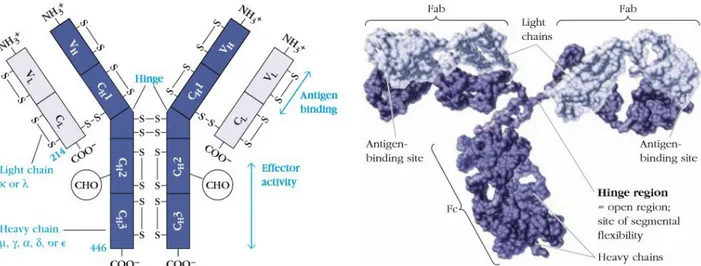 Figure 1 : Structure des immunoglobulines, Kuby, Immunology 7th edition 