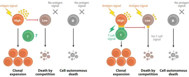 Figure 5 : Compétitions dans le centre germinatif, Victora GD., Annu Rev Immunol., 2012 