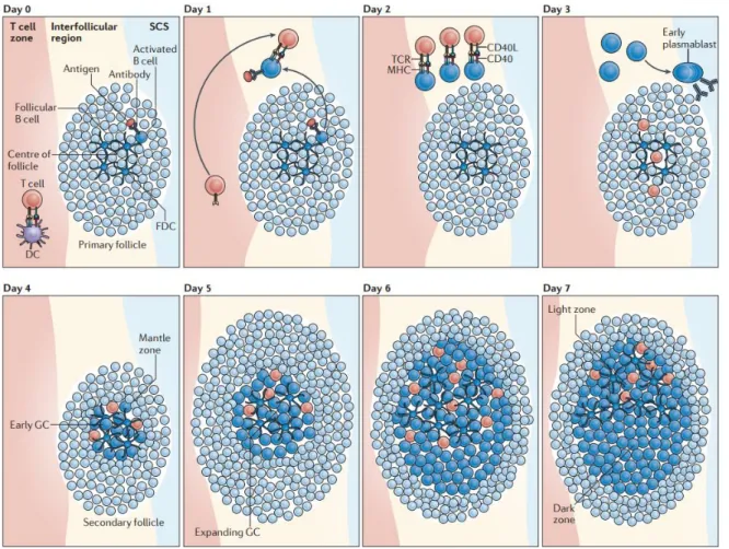 Figure 6 : Chronologie de la formation des centres germinatifs, De Silva N., Nat Rev Immunol, 2012
