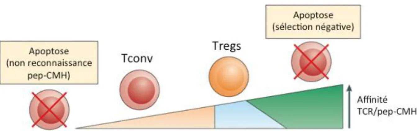 Figure  2 :  Sélection thymique  des  lymphocytes  T en fonction  du  niveau  d’affinité  de  leur  TCR  (Adapté de Klein et al., 2014)