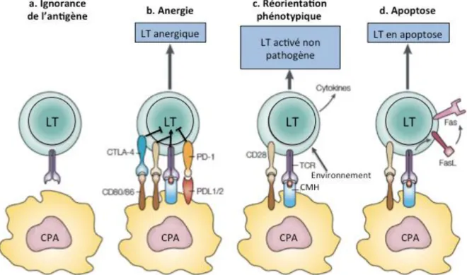 Figure 4 : Mécanismes intrinsèques de régulation périphérique des lymphocytes T (Walker and  Abbas,  2002)