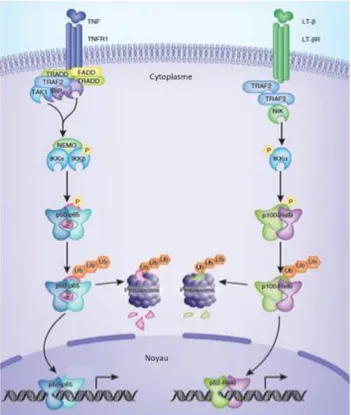 Figure  7 :  Voies  de  signalisation  de  NF-κB  (Adapté  d'Oeckinghaus  et  al.,  2011)