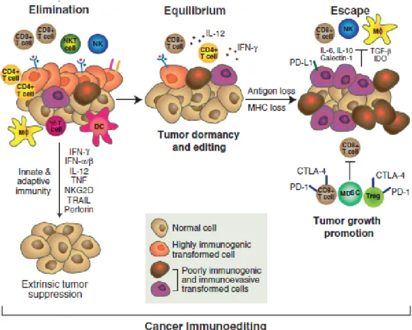 Figure  1.  « Immunoediting »  des tumeurs : la théorie des 3E.  L’apparition  de cellules  malignes transformées provoque une inflammation marquée par le recrutement des cellules du  système immunitaire inné (cellules NK, NKT, macrophages,  cellules dendr