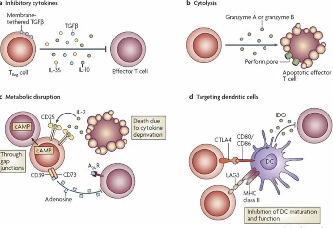 Figure 3. Mécanismes d’action des Tregs. a : Action des cytokines immunosuppressives IL- IL-10, TGF- β  et  IL-35