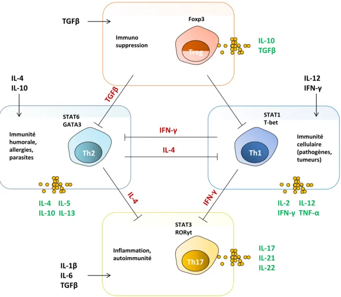 Figure 5. Les sous-populations de lymphocytes T CD4 + . Après activation par les CPA, les  lymphocytes T CD4 +   naïfs se différencient  en  sous-populations effectrices (Th1, Th2, Th17,  Treg)