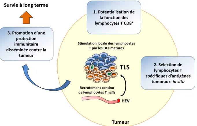 Figure 6.  Impact des structures  lymphoïdes  tertiaires  sur  la réponse anti-tumorale  adaptative