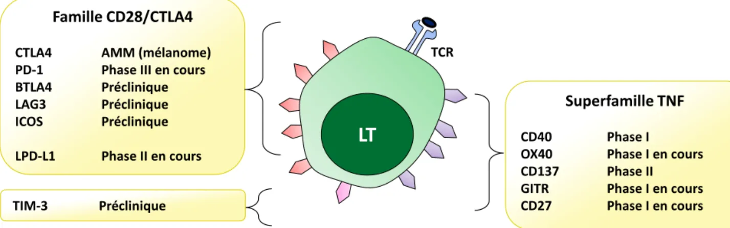 Figure 7. Molécules immuno-modulatrices du système immunitaire comme cibles  thérapeutiques  potentielles