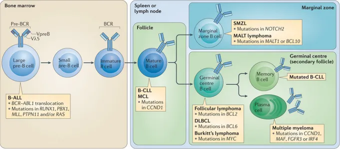 Figure 8. Origine cellulaire des différentes formes de lymphomes non-Hodgkiniens.  La  plupart des lymphomes ont pour origine des cellules du centre germinatif, soulignant  l’importance des transformations génétiques s’y déroulant dans la  physiopathologie