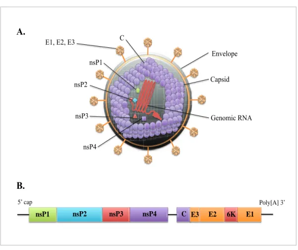 Figure 7. A. Représentation de la particule virale du Chikungunya. 4 protéines non- non-structurales (nsP1 à nsP4) codent pour la synthèse d’ARN, la protéase hélicase, les  polymérases et 3 protéines structurales (C, E1, E2)