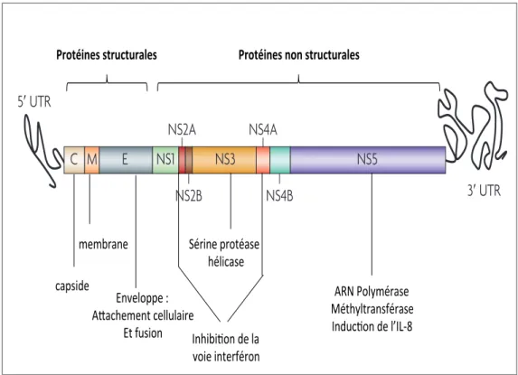 Figure  8.  Génome du virus de la Dengue. Le génome code pour 3 protéines  structurales et 7 protéines non-structurales