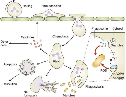 Figure 5 : Les différentes fonctions du neutrophile (PMN)  (137) 