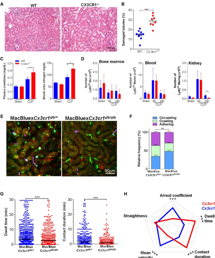 Figure 2. CX3CR1 promotes Ly6C high monocyte adhesion and prevents renal damage during sepsis