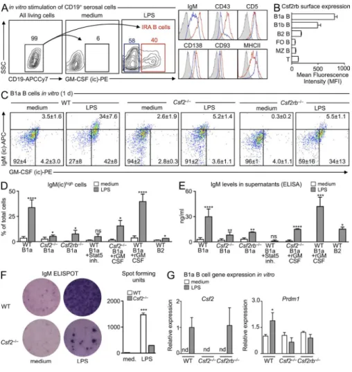 Figure 1.  GM-CSF controls IgM produc- produc-tion. (A) In vitro culture of CD19 +  serosal   B cells