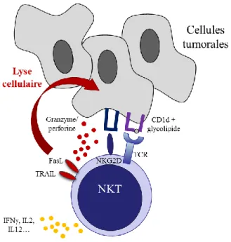 Fig.  4  :  Mécanisme  d’action  des  cellules  NKT.  Les  cellules  NKT  peuvent  reconnaître  des  antigènes glycolipidiques via un TCR αβ