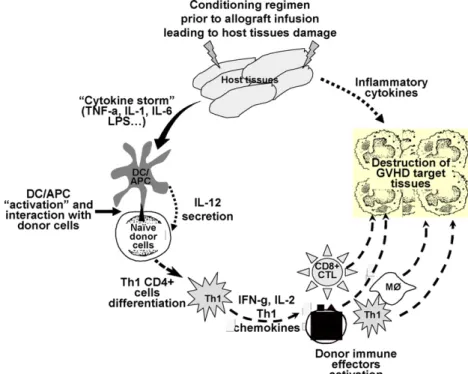 Figure   12   :   Représentation   schématique   de   la   physiopathologie   de   la   GVHD