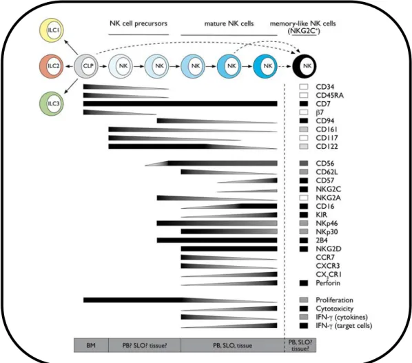 Figure    3   :    Expression    des    différents    récepteurs    de    surface    et    principales    fonctions    des    cellules   NK   selon   le   stade   de   différenciation   et   de   maturation