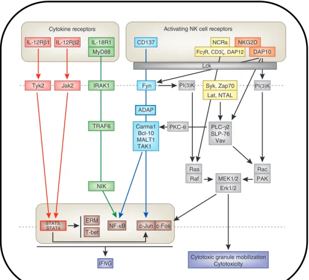 Figure 1  Possible model for the production of IFN-G by and induction of cytotoxicity in NK cells