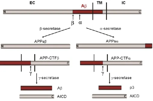 Figure  4:  Protéolyse  de  l'APP,  présentation  de  la  voie  non  amyloïdogéne  et  amyloïdogéne [Zheng 2011]