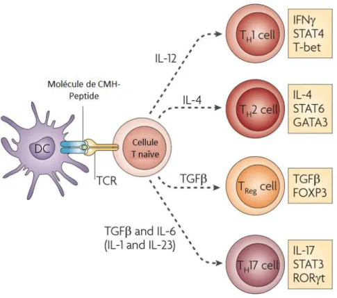 Figure 13: Les sous populations de cellules T CD4 +  [Zou and Restifo 2010] 