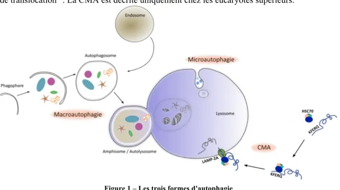 Figure 1 – Les trois formes d'autophagie 