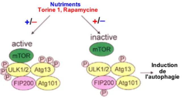 Figure 4 – Le complexe ULK régulé par mTOR  Adapté de Zeng X et coll. , Front. Oncol. 2011 