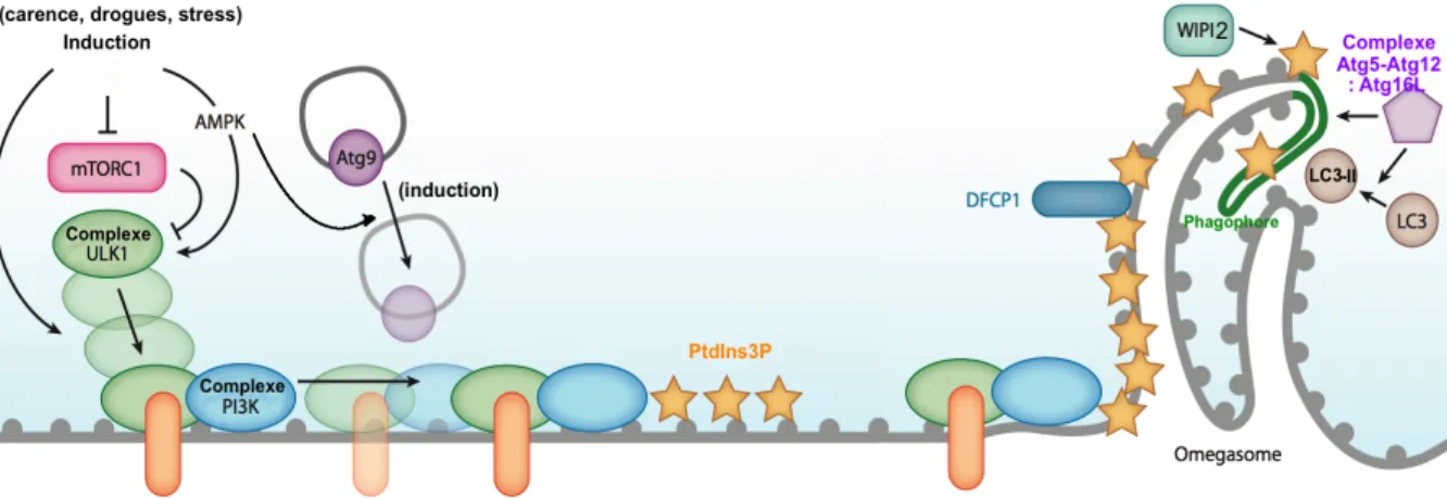 Figure 5 – Recrutement au site de l’omegasome : la nucleation  Adapté de Mizushima N. et coll