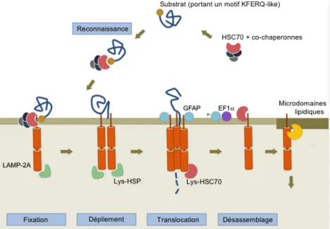 Figure 9 – La CMA : mécanismes et régulations 